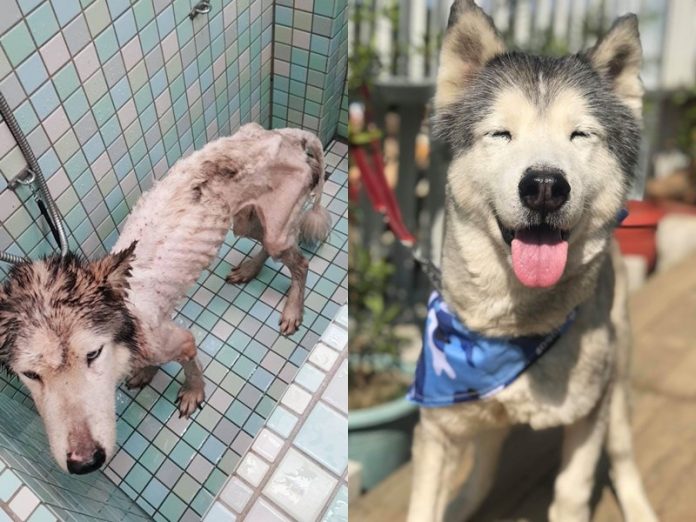 La vie d'un chien errant sauvé (Image Plateforme pour l'adoption des chiens errants taiwanais 台灣浪孩救援認養平台)